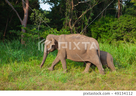 Wild elephants eating grass, Hurulu Eco Park, Sri 49134112