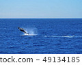 Whale watching 49134185