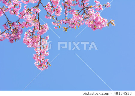 河津櫻花 河津櫻花 49134533