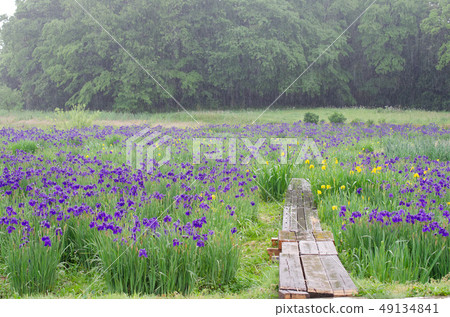 Hana shiobu and tree path 49134841