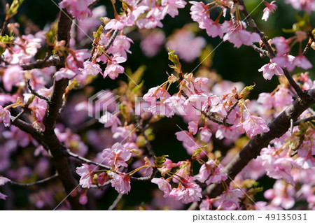 Kawazu櫻花1黑色背景 Kawazu櫻花1黑色背景 49135031