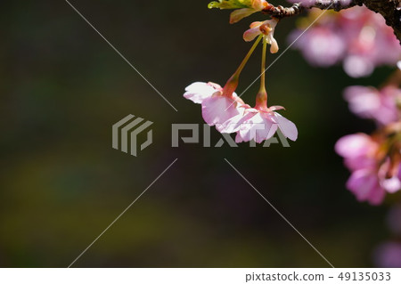 Pretty Kawazu Sakura/Hitoeda-2 Pretty Kawazu Sakura/Hitoeda-2 49135033
