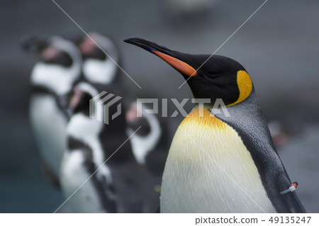 The King Penguin 49135247