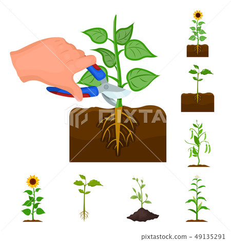 Isolated object of plant and bean icon. Collection of plant and process stock symbol for web. Isolated object of plant and bean icon. Collection of plant and process stock symbol for web. 49135291
