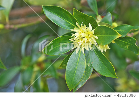Yellow Shikimi flower Yellow Shikimi flower 49135396