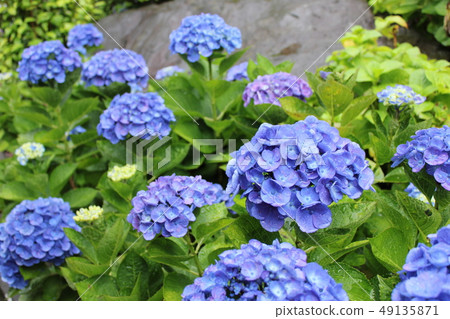 ···繡球花〜···ortensia···· ···繡球花〜···ortensia···· 49135871