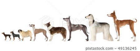 Group of various size dogs over white 49136245