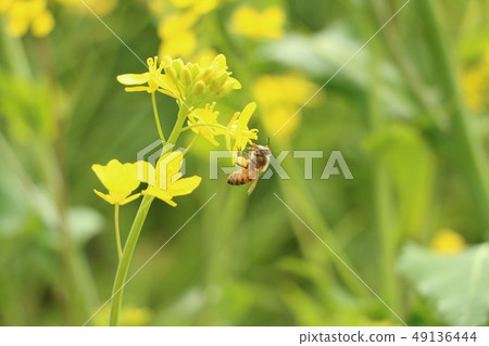 油菜花和蜜蜂 49136444