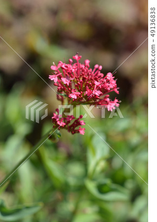 Red valerian 49136838