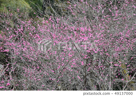 在Yudagawa溫泉的Bairin公園的梅花 在Yudagawa溫泉的Bairin公園的梅花 49137000