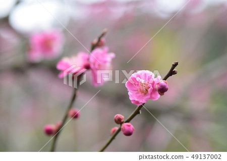 在Yudagawa溫泉的Bairin公園的梅花19 在Yudagawa溫泉的Bairin公園的梅花19 49137002