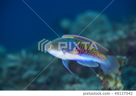 Kuroheitihikibera 49137042