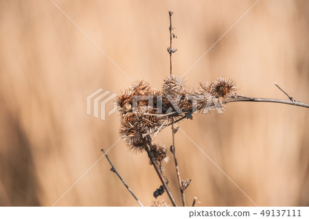 Dry Habitus Of Greater Burdock Or Arctium Lappa In Autumn Season Dry Habitus Of Greater Burdock Or Arctium Lappa In Autumn Season 49137111