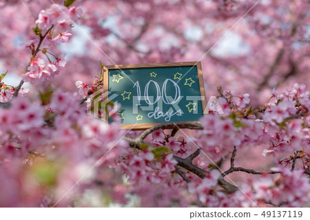 Plate inside cherry blossoms 100 days after birth One hundred day celebration 49137119