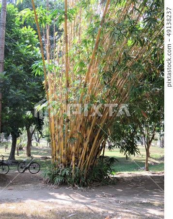 婆羅浮屠廢墟的植物 婆羅浮屠廢墟的植物 49138237