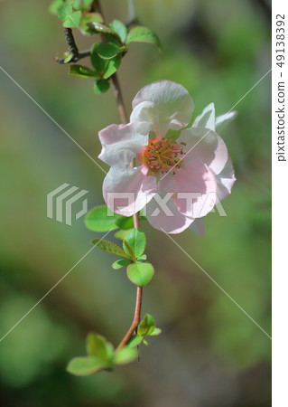 Bloom gorgeously 49138392