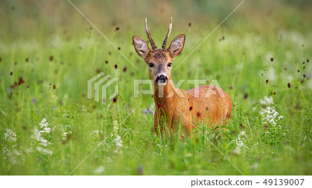 Surprised roe deer buck in summer standing in high grass 49139007