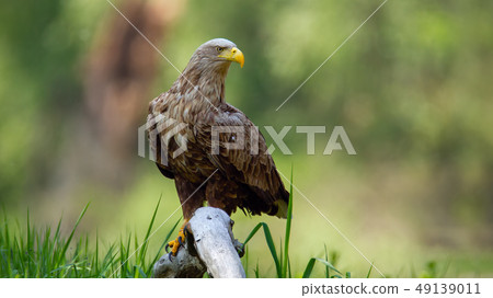 Adult white-tailed eagle sitting on bough low above ground in floodplain forest 49139011