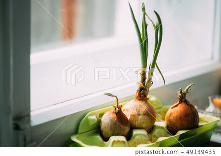 Growing Onions In A Container At Home. Fresh Spring Vegetables 49139435