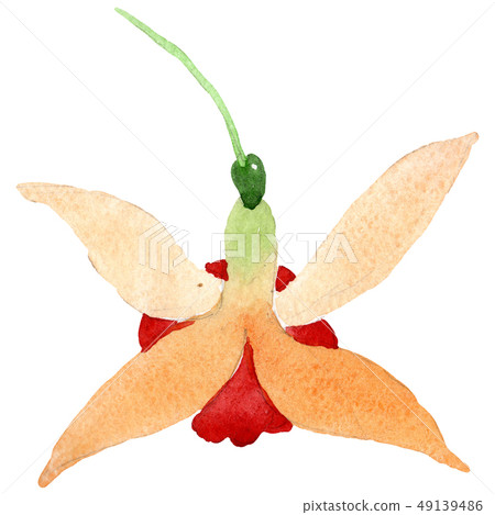 Orange fuchsia floral botanical flower. Watercolor background illustration set. Isolated fuchsia Orange fuchsia floral botanical flower. Watercolor background illustration set. Isolated fuchsia 49139486