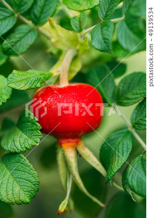 Red Rose Hip Or Rosehip, Also Called Rose Haw And Rose Hep, Is Accessory Fruit Of Rose Plant 49139534