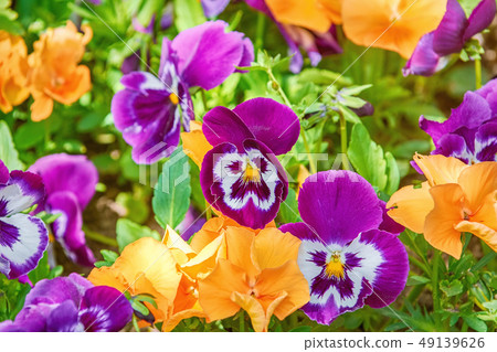Flower Bed with Pansies Flower Bed with Pansies 49139626