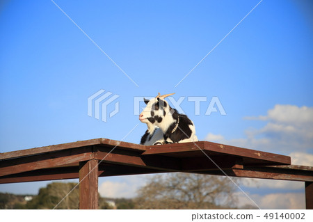 母山羊春山羊 49140002