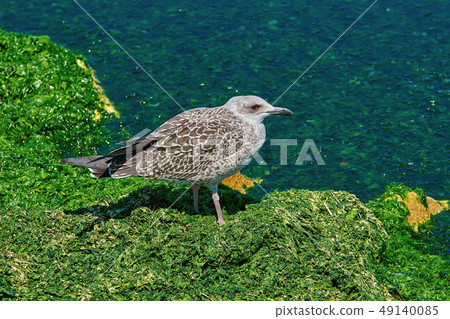 Nestling of Seagull 49140085