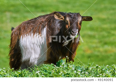 Goat Eating Grass 49140091
