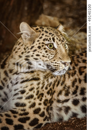 Leopard (Panthera Pardus) 49140100