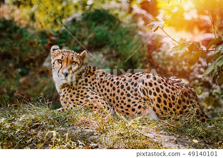 Cheetah (Acinonyx Jubatus) 49140101