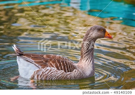 Goose in the Pond Goose in the Pond 49140109