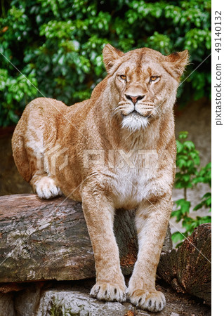 Lioness on the Log 49140132
