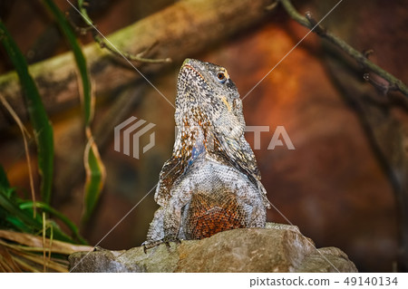 Guatemalan Spiny-tailed Iguana 49140134