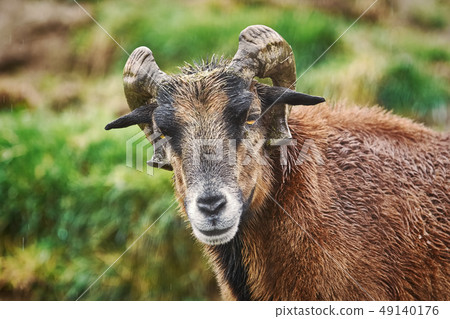 Portret of Ram 49140176