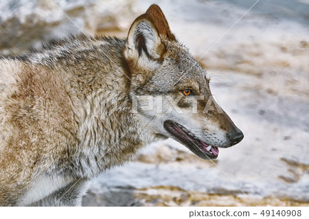 Portrait of wolf 49140908
