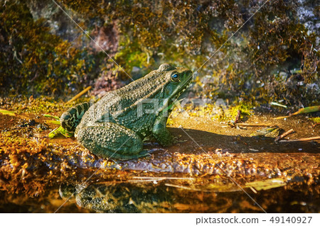 The Pool Frog 49140927
