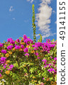 Pink flower Bougainvillea spectabilis Willd. Dubro 49141155