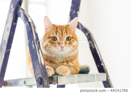 Repair, painting the walls, the cat sits on the stepladder. Funny picture Repair, painting the walls, the cat sits on the stepladder. Funny picture 49141760
