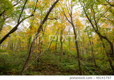 Autumn in the Shirakami Mountains, a World Heritage Site, 12 lakes of autumn colors, beech natural forest Autumn in the Shirakami Mountains, a World Heritage Site, 12 lakes of autumn colors, beech natural forest 49141797