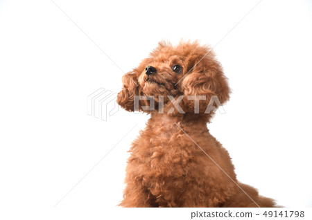 toy poodle toy poodle 49141798
