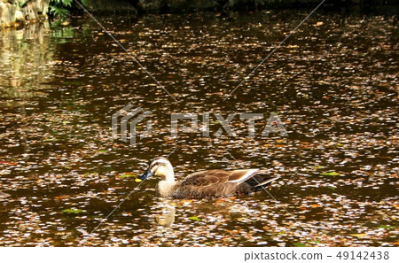 Cargamo 49142438
