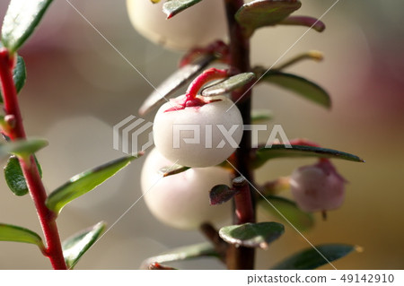 珍珠樹或快樂漿果或Pernetia或Pricky荒地 49142910