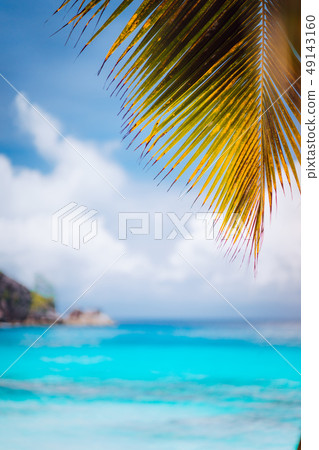 Palm branch against blue ocean, blurred background, summer abstract backdrop design, beach vacation Palm branch against blue ocean, blurred background, summer abstract backdrop design, beach vacation 49143160