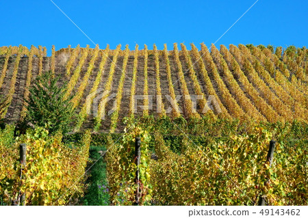 French Riquewihr vineyards 49143462