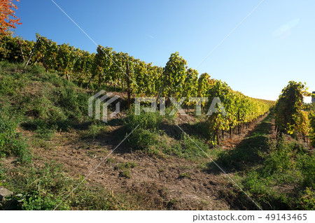 French Riquewihr vineyards 49143465