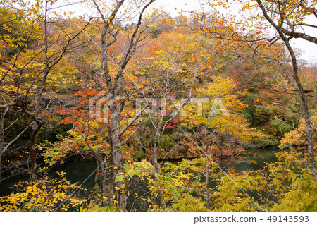 Autumn in the Shirakami Mountains, a World Heritage Site, a pond in the 12 lakes of autumn colors Autumn in the Shirakami Mountains, a World Heritage Site, a pond in the 12 lakes of autumn colors 49143593