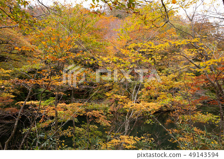 Autumn in the Shirakami Mountains, a World Heritage Site, a pond in the 12 lakes of autumn colors Autumn in the Shirakami Mountains, a World Heritage Site, a pond in the 12 lakes of autumn colors 49143594