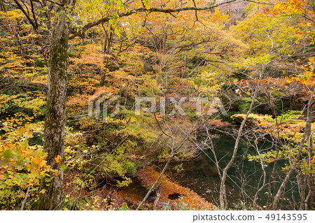 Autumn in the Shirakami Mountains, a World Heritage Site Autumn in the Shirakami Mountains, a World Heritage Site 49143595