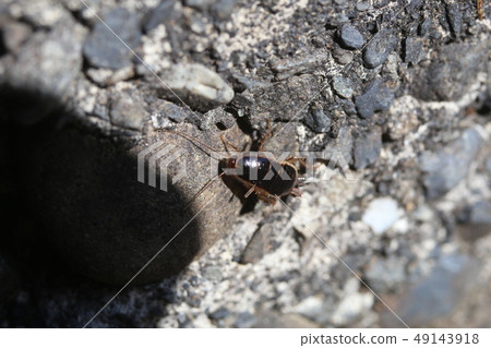 蟑螂的毛蟲 49143918